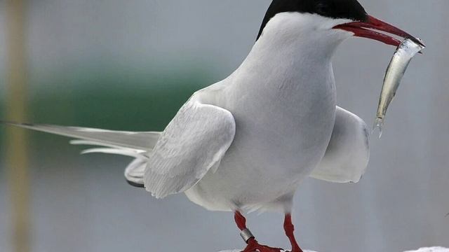 Крачка полярная