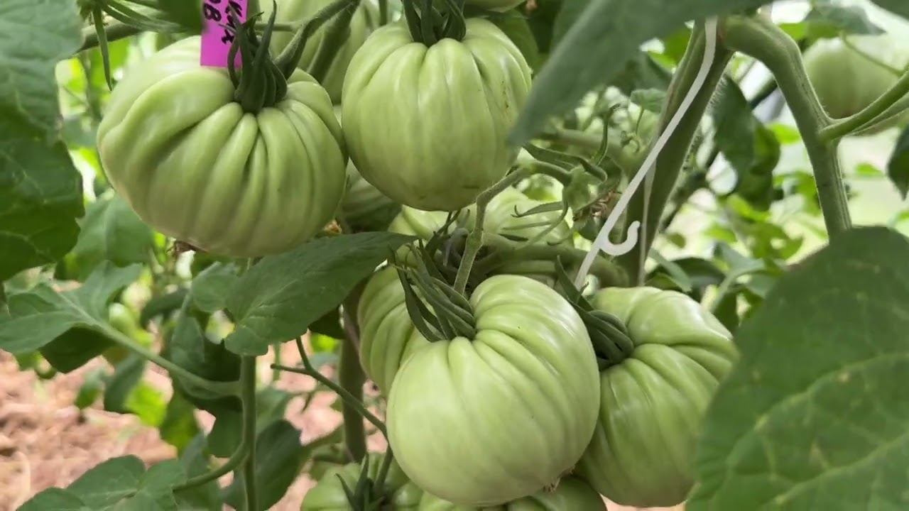 19.07.24 вести с огорода, цветы опали у томатов☹️ пробую новый перец смотреть онлайн