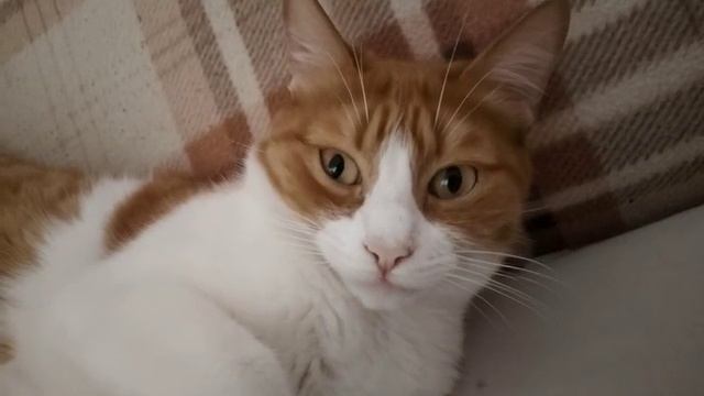 1000012407.mp4 смотреть онлайн