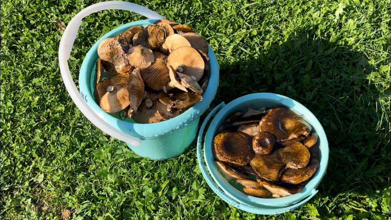 Грибы в конце сентября! Черные грузди готовлю к засолке смотреть онлайн