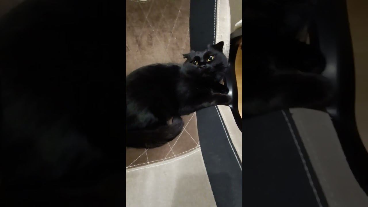 Медовый кот 