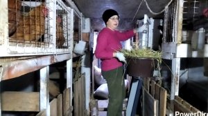 29-01-2026 Как я содержу кур / козы / хозяйство / куры зимой.