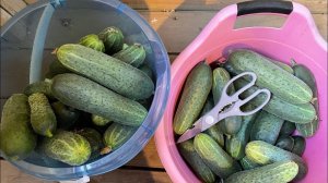 29.06.22 огурцы-гиганты))) в теплице через неделю! И другие новости