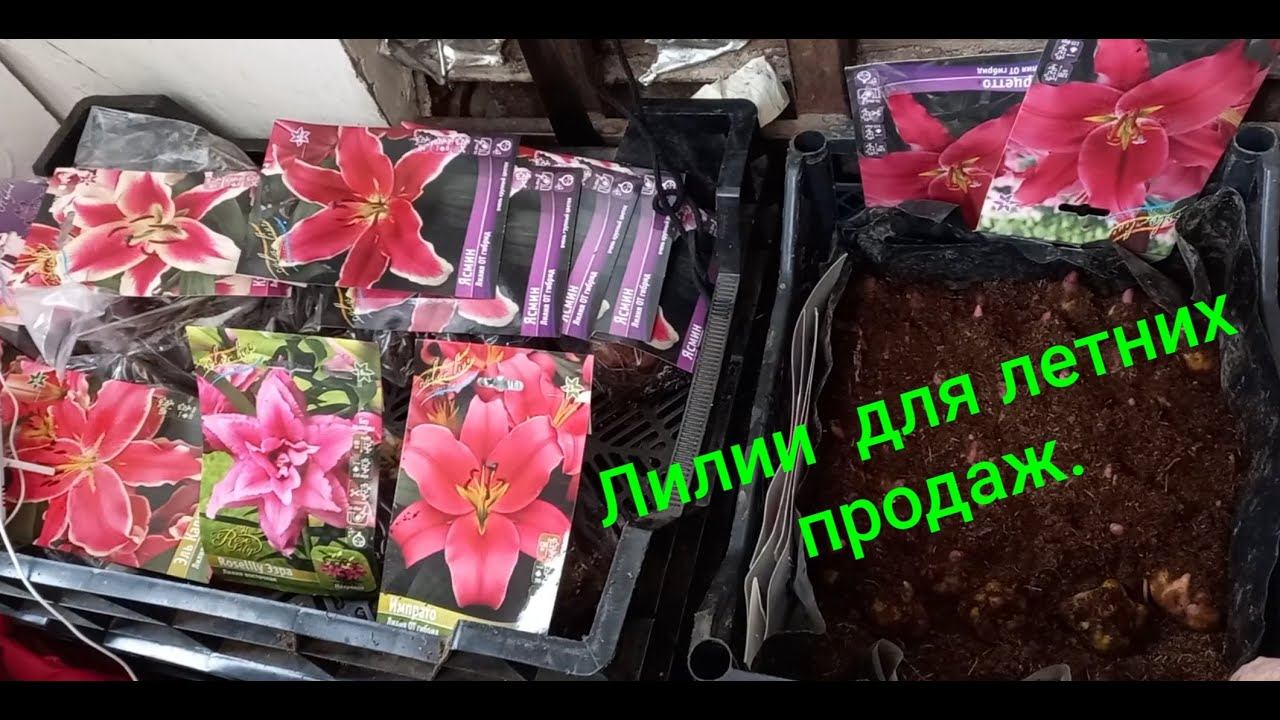 Высаживаю луковицы лилий для выгонки.