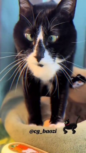 #приколы #юмор #прикол #смешно #коты #кот #кошки #котята #топ #топчик #роликдня #видеодня #лучшее #л