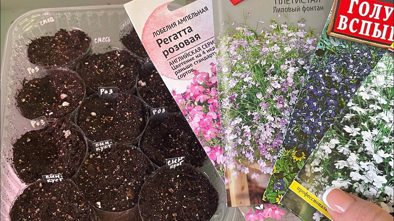 Посев ЛОБЕЛИИ без пикировки! СМЕСЬ расцветок ДВОЙНАЯ КРАСОТА смотреть онлайн