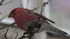 Щур (Pinicola enucleator)