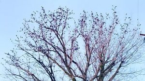 Скворцы на дереве VID_20260128_160753