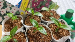 Катарантус 14 дней от всходов - ПЕРЕВАЛКА в горшочки!