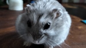 Сумасшедшая игра LEVEL DEVIL