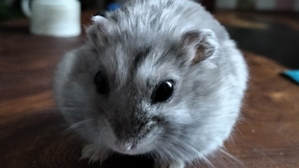 Сумасшедшая игра LEVEL DEVIL