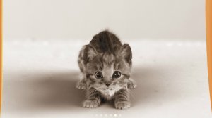 Маленький котенок играет