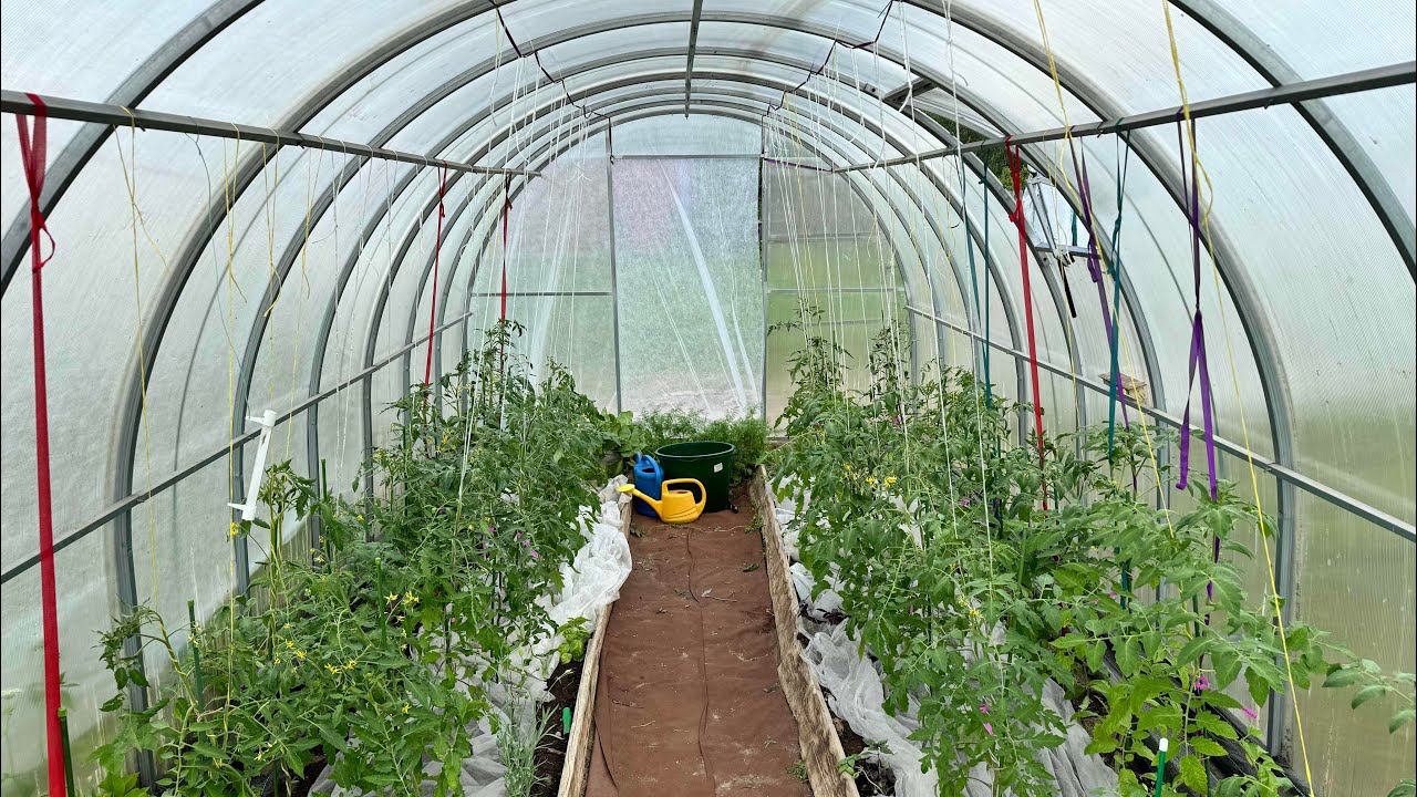 08.06.24. Влог: лук посадила, капусту защитила, томаты подвязала. Субботний трудодень! смотреть онлайн