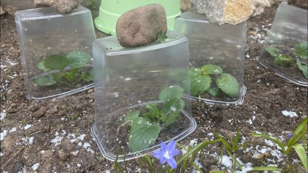 9-11.05.24. Влог: СУРОВЫЕ МАЙСКИЕ. Три дня огородных забот.