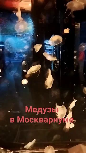 Москвариум на ВДНХ