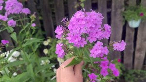 09.08.24 уехали на неделю в деревню, огородный влог.