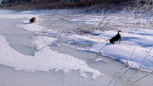 Животные у замерзшего водоема