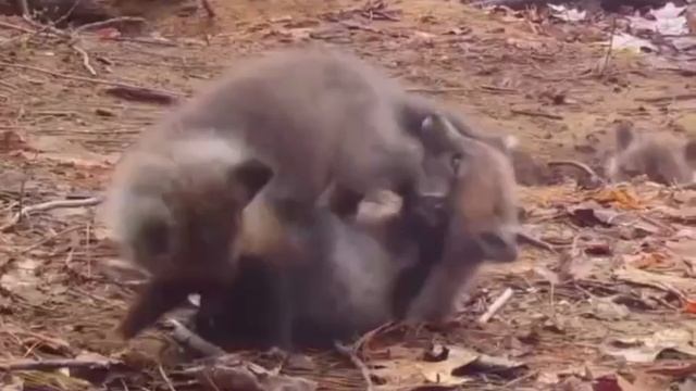 Лисья жизнь. 🦊 смотреть онлайн