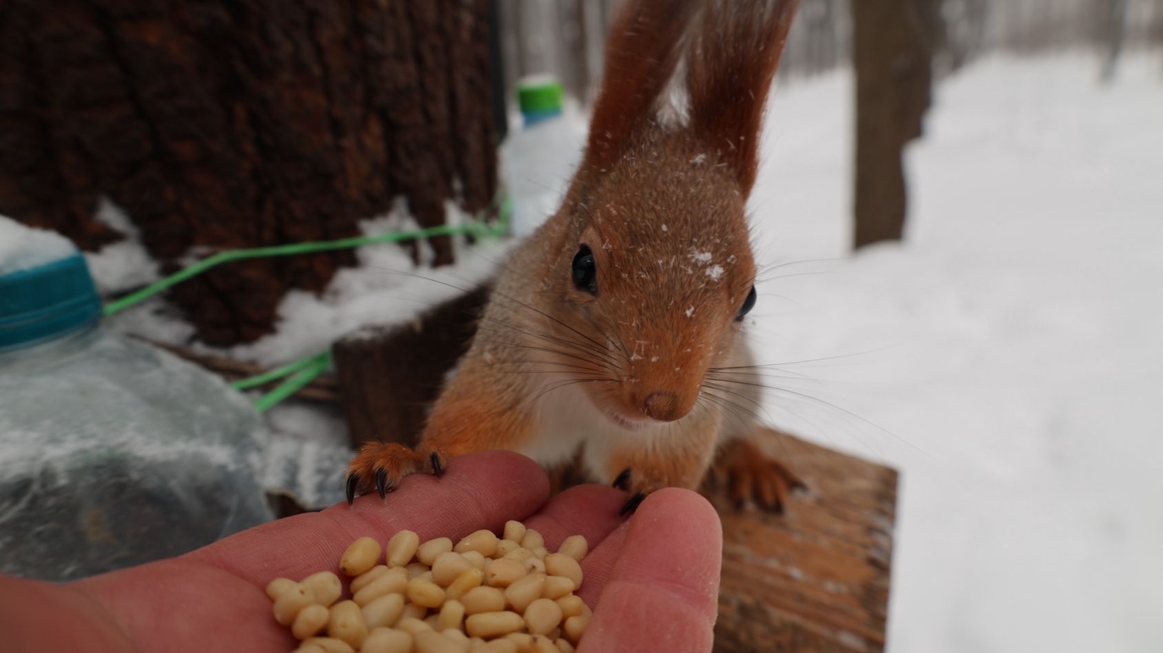 Покормил знакомую белку смотреть онлайн