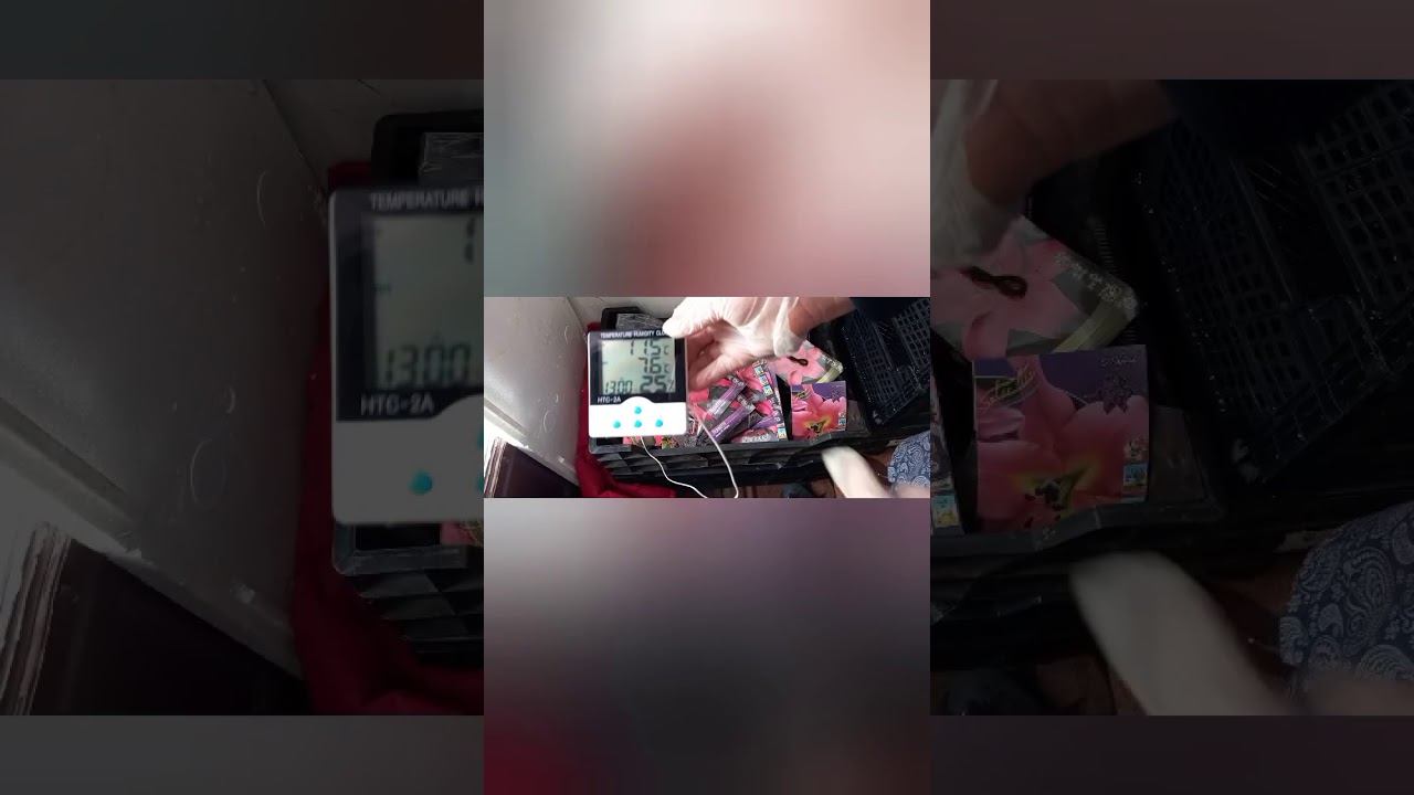 Хранение луковиц лилий до посадки на выгонку.#Shorts