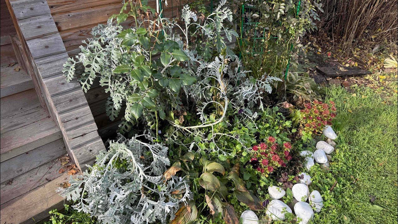 11.10.25 уборка клумб, сушу приправу и расхламляемся! смотреть онлайн