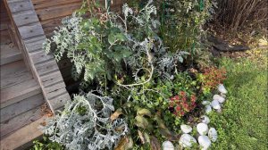 11.10.25 уборка клумб, сушу приправу и расхламляемся!