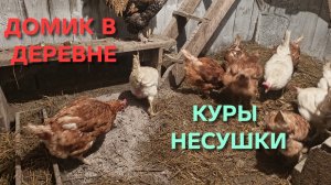 Жизнь в деревне Куры-несушки пережили морозы благодаря усиленному питанию и теплому курятнику