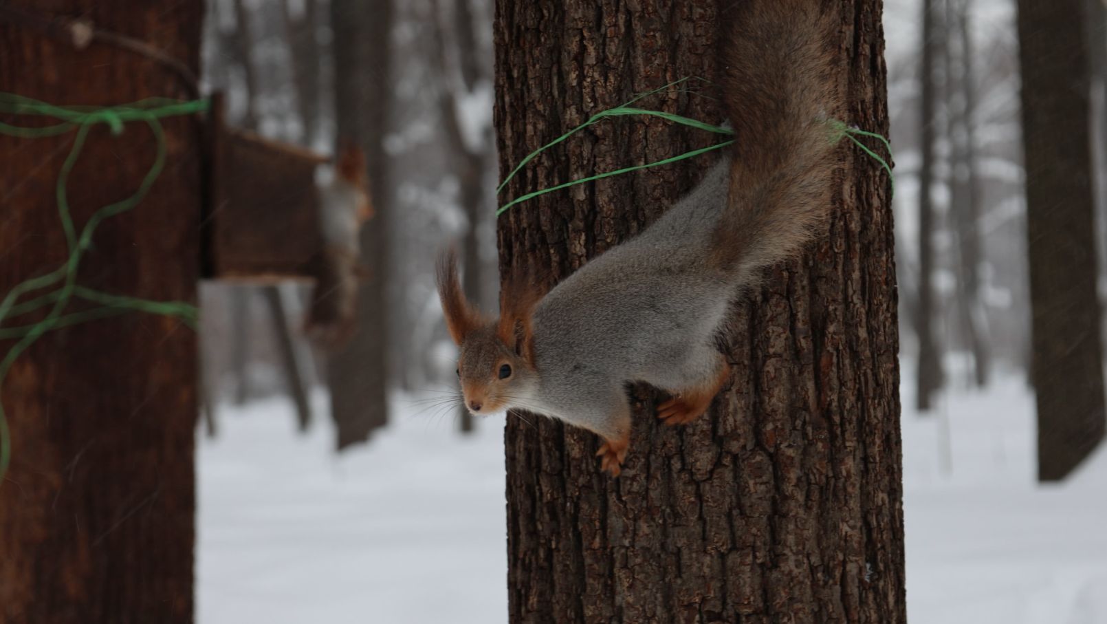 Снегопад в парке. Зарисовка смотреть онлайн
