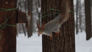 Снегопад в парке. Зарисовка
