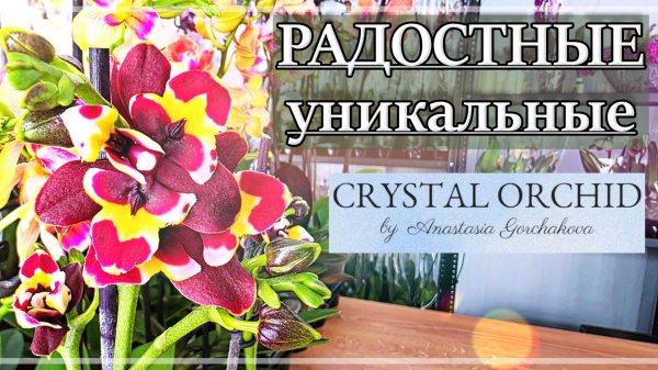 НОВЫЕ Сорта уже в CRYSTAL ORCHID! Обзор Свежей Поставки