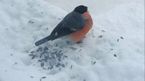 Откормленый снегирь