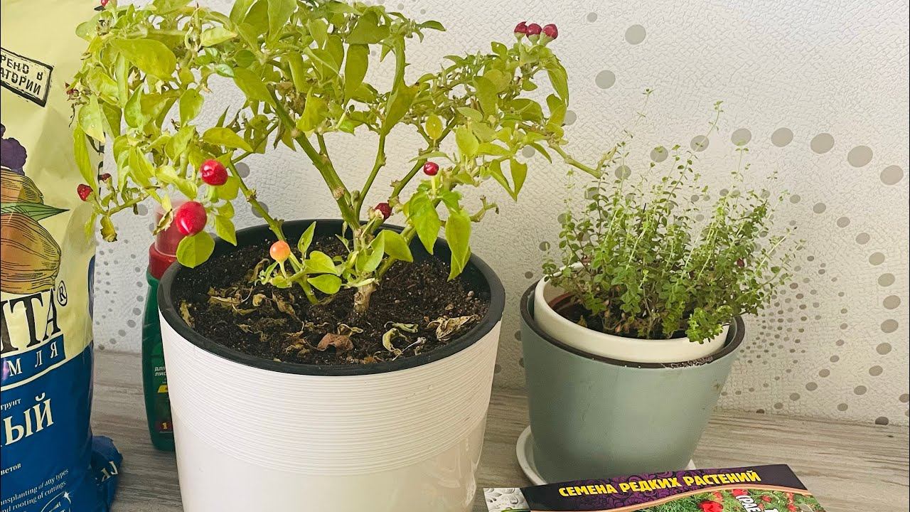 Перец зимой. Обрезка. Тимьян и Пион. смотреть онлайн