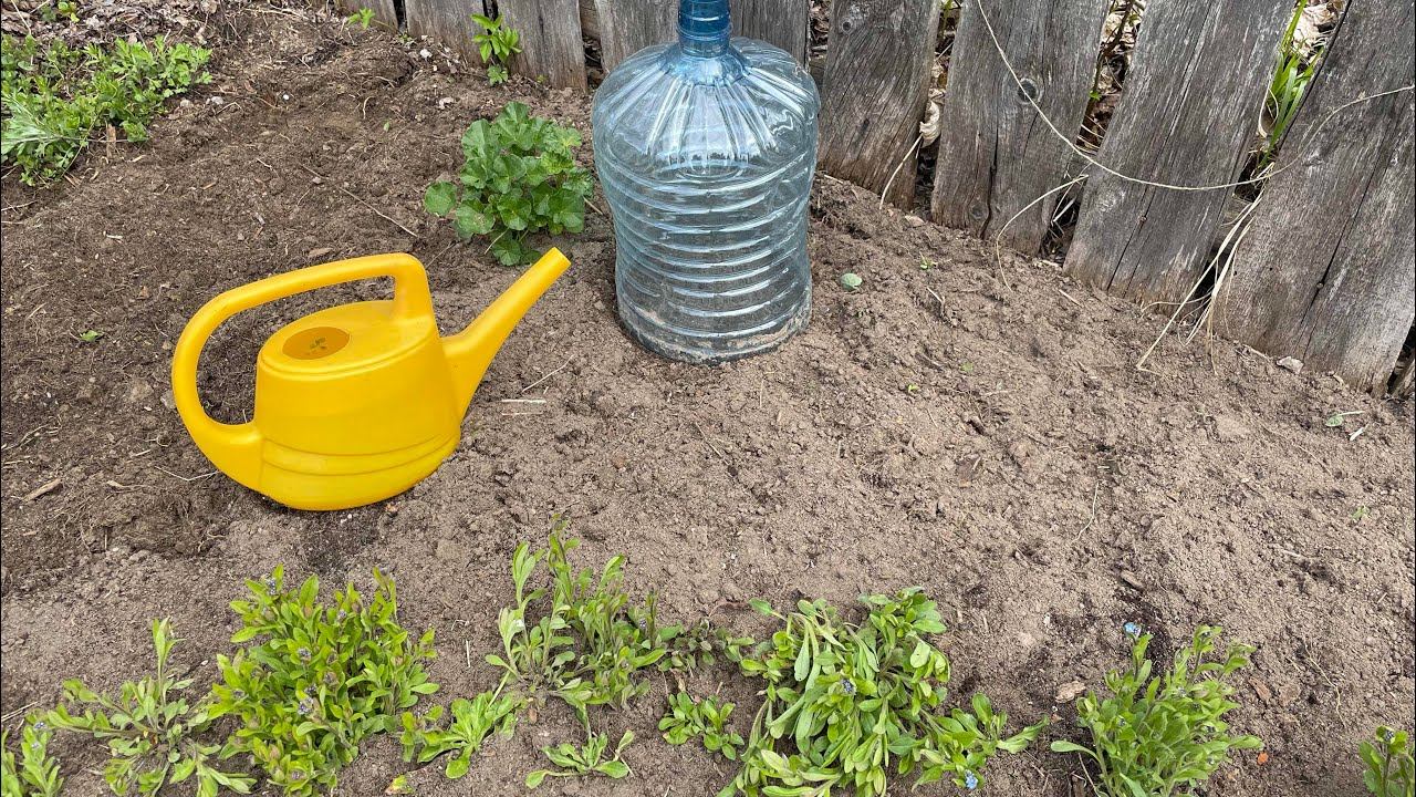 Влог 08.05.23 клумба из незабудок, чеснок подкормила, дровник сложила! смотреть онлайн