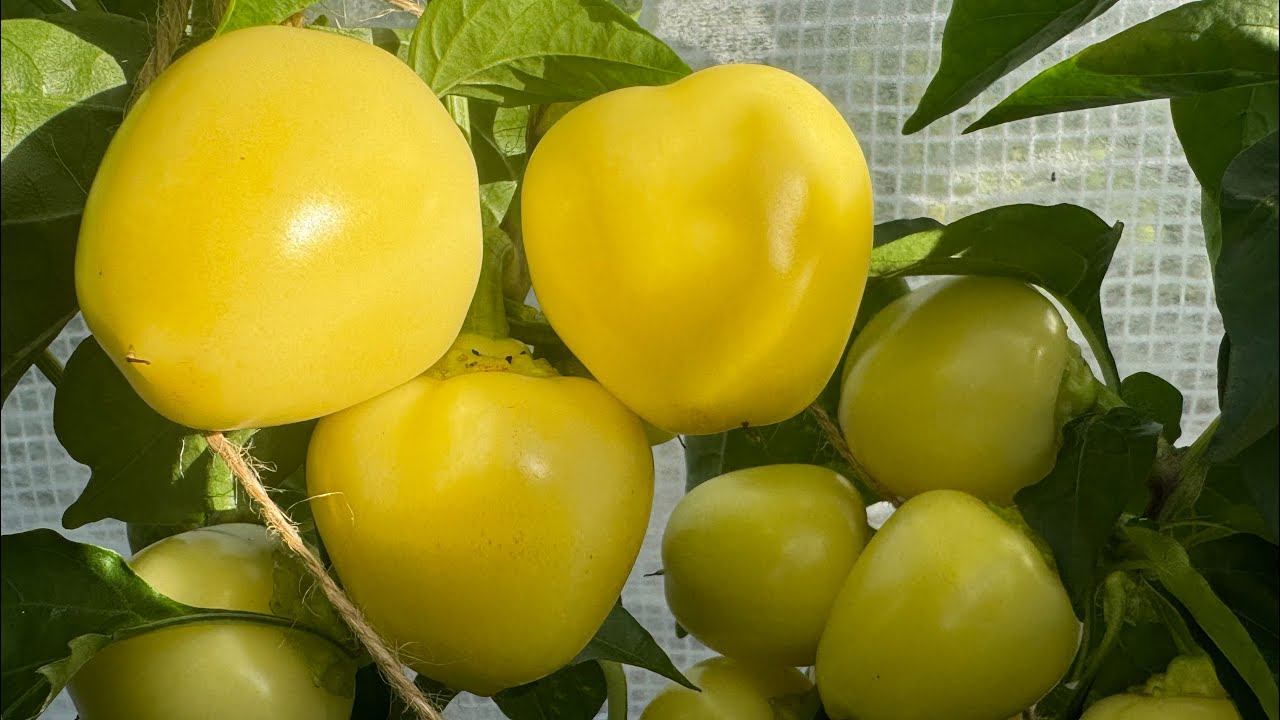 02.08.24 огородный влог: капусту гусеницы жрут! Томатное изобилие! смотреть онлайн