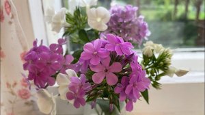 Влог 17.06.22 теплица-беспризорница, Роза за 188₽ - сортовая!