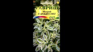 40  Пикирую молочай сорта «Горный снег»