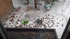 дикие вольные зверята за окном в четверг.Карта на корм зверятам2202 2062 6013 7323