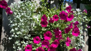 Дихондра. 3 месяца. 2 способа перевалки.