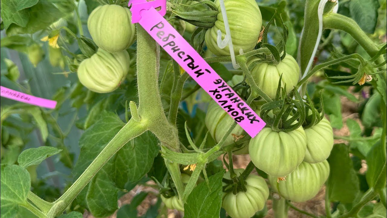 Обзор ТОМАТОВ: 50 оттенков зеленого на 07.07.24г! смотреть онлайн