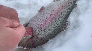 Поимка форели