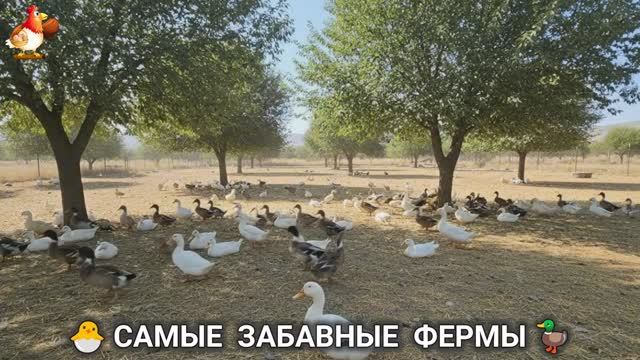 Веселые фермы и выращивание птиц, животных и растений (14) смотреть онлайн