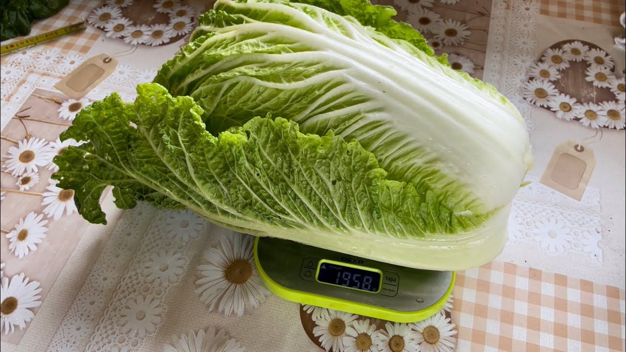 Пекинская капуста Маноко F1 смотреть онлайн