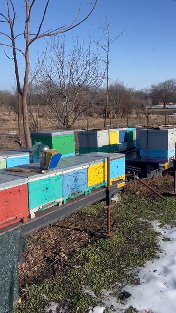 Выпускаем маток из изоляции. смотреть онлайн