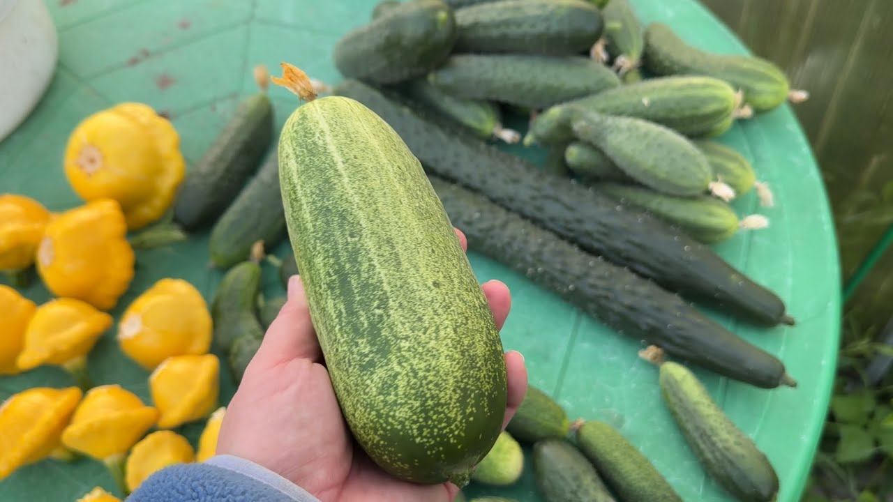 26.07.25 и даже картошка на ужин! Убрала чеснок, гибриды томатов многоплодные смотреть онлайн