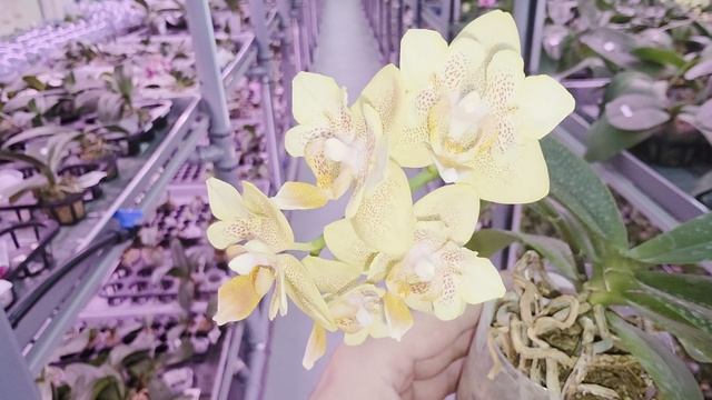 Фаленопсис little emperor 560 peloric смотреть онлайн