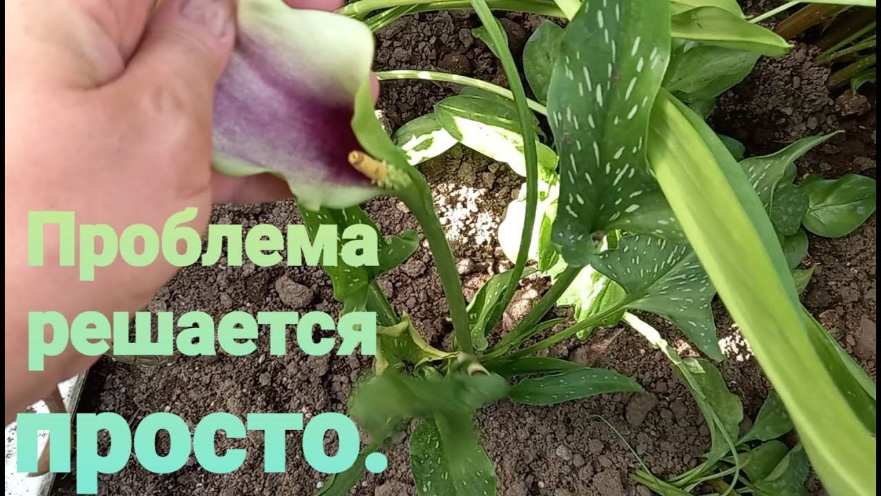 Лилии высаживаю на доращивание после выгонки.