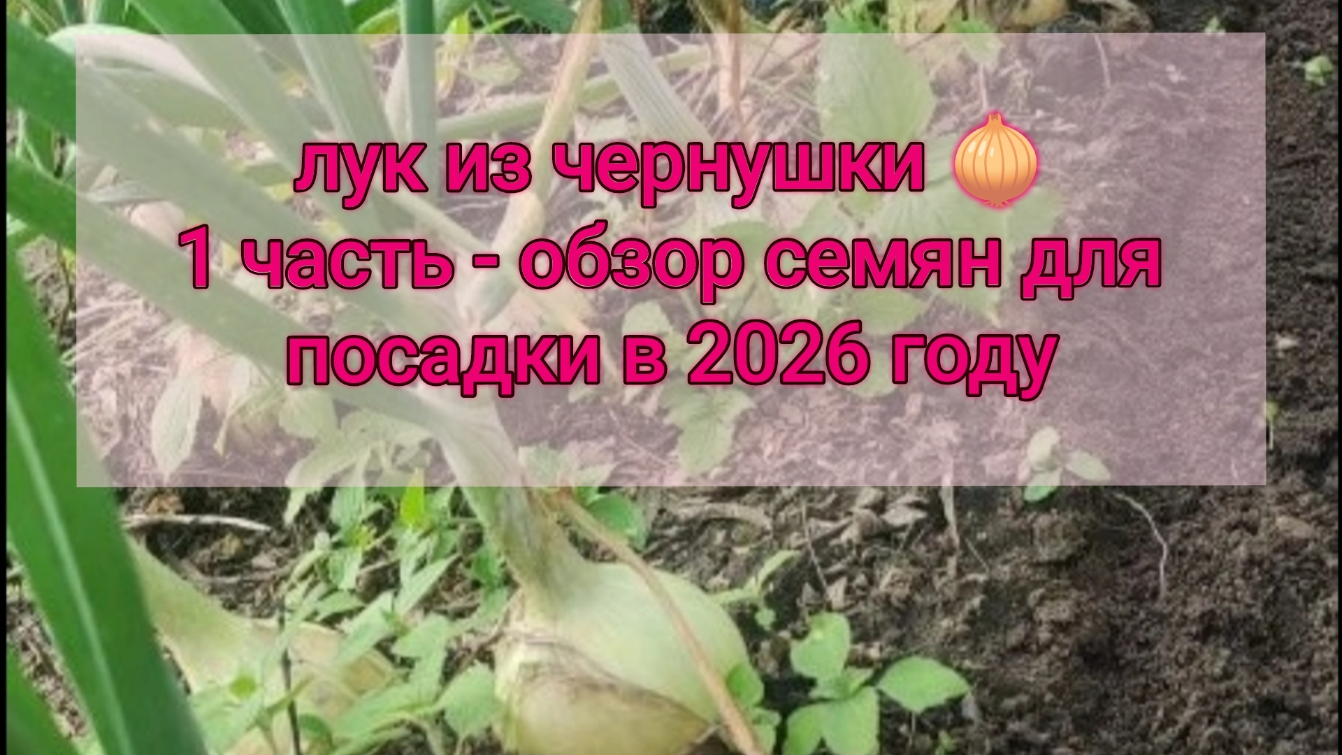 Лук из семян за один сезон. 1 часть - обзор семян для посадки в 2026 году смотреть онлайн