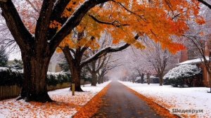 Старый клён