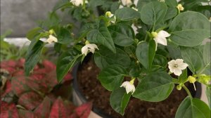 РАССАДА на окнах в квартире. Задохлики и красавцы. 11.04.23