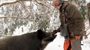 В гости к кабанам: как дикие животные в Рязанской области переживают снежную зиму